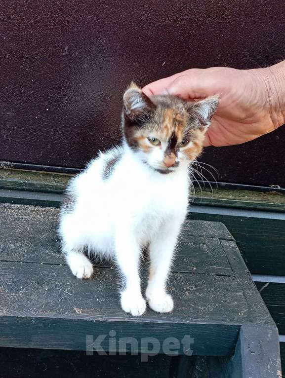 Кошки в Санкт-Петербурге: Очаровательные пушистые дачницы ищут тёплый дом. Девочка, Бесплатно - фото 2