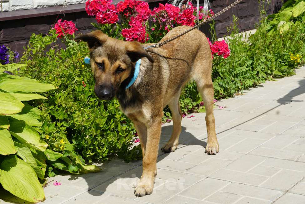 Собаки в Москве: Солджер, самый лучший молодой пес в добрые руки! Мальчик, Бесплатно - фото 6