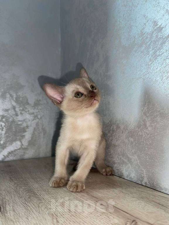 Кошки в Краснодаре: Бурманский котенок Мальчик, 20 000 руб. - фото 6