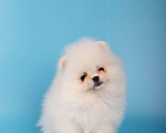 Собаки в Москве: Померанский той шпиц белого окраса Девочка, 45 000 руб. - фото 3
