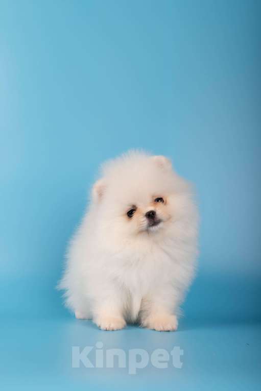 Собаки в Москве: Померанский той шпиц белого окраса Девочка, 45 000 руб. - фото 3