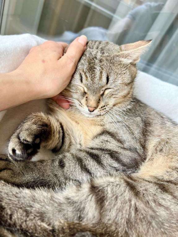 Кошки в Москве: Необыкновенно яркий котик Шелдон в добрые руки  Мальчик, Бесплатно - фото 8