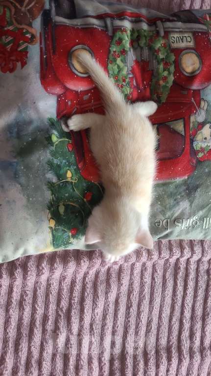 Кошки в Москве: Мальчик Мальчик, 10 000 руб. - фото 3