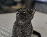 Кошки в Москве: Котёнок Сёма в добрые руки Мальчик, Бесплатно - фото 3
