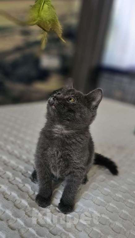 Кошки в Москве: Котёнок Сёма в добрые руки Мальчик, Бесплатно - фото 3