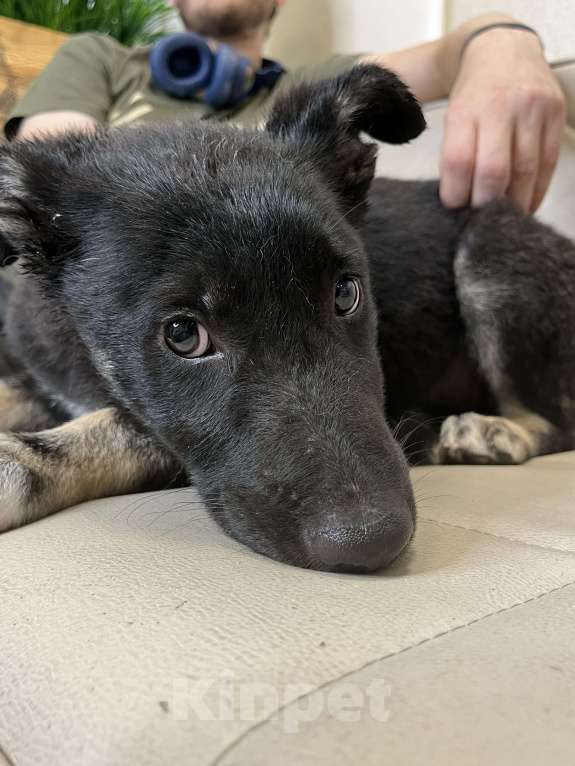 Собаки в Москве: Щенок Дакота в добрые руки бесплатно Девочка, Бесплатно - фото 3