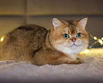 Кошки в Самаре: Британские котята Девочка, 30 000 руб. - фото 2