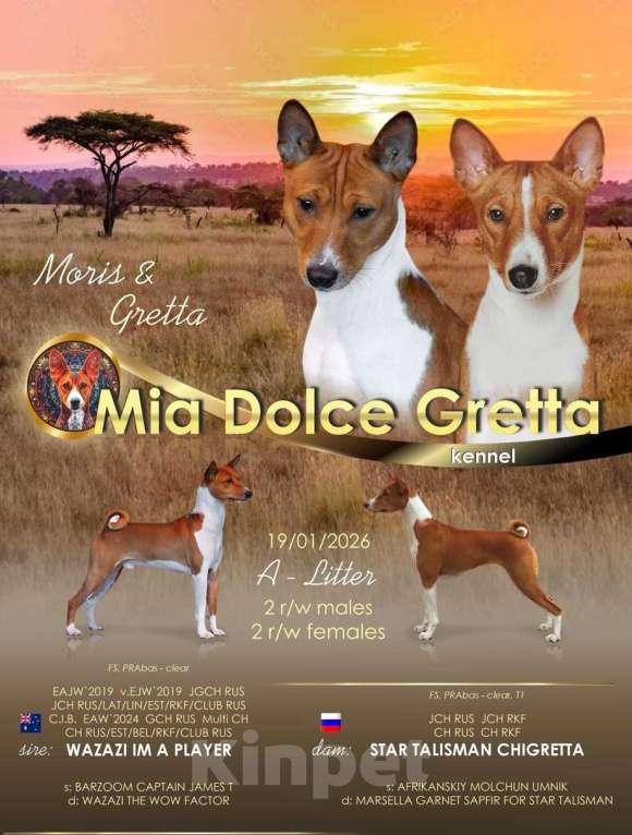 Собаки в Санкт-Петербурге: Щенок басенджи Мальчик, Бесплатно - фото 7