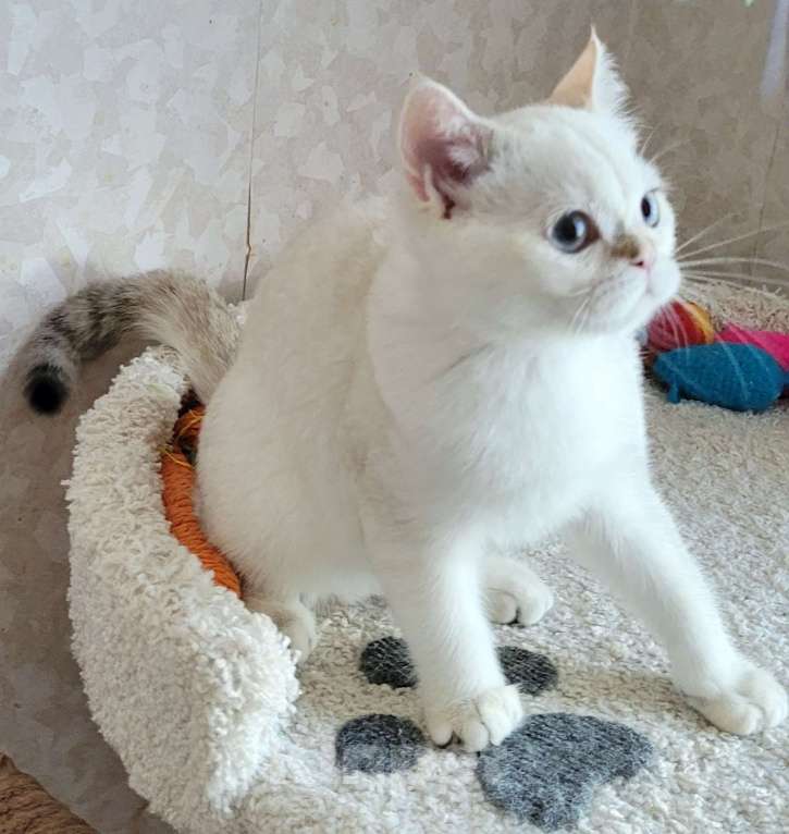 Кошки в Москве: Markiz MilkaMax  Мальчик, 30 000 руб. - фото 6