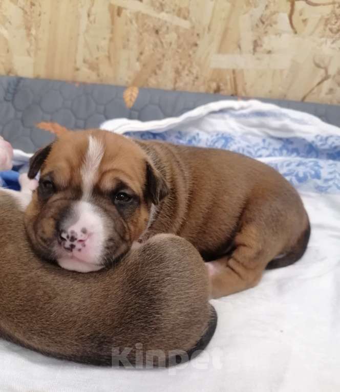 Собаки в Белгороде: Американский стаффордширский терьер щенок  Мальчик, 80 000 руб. - фото 3