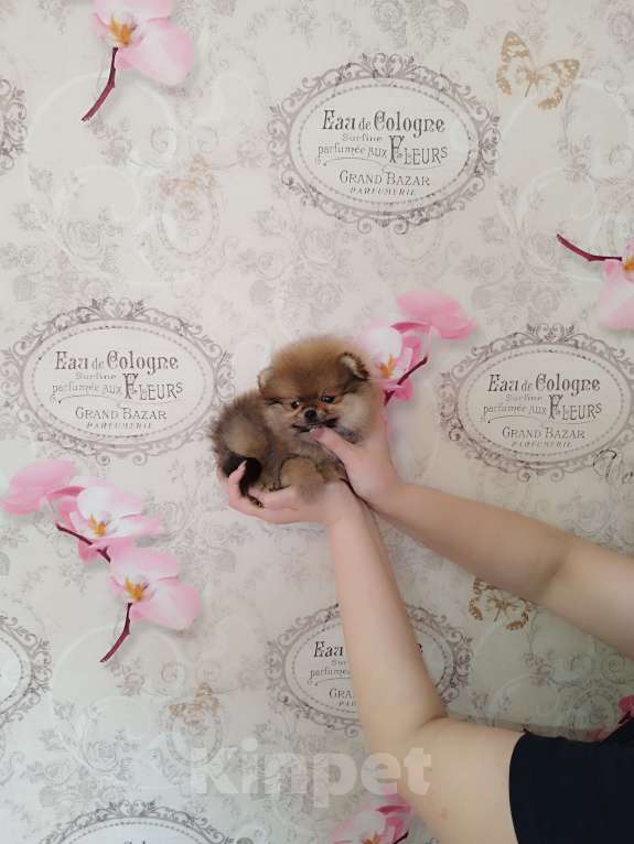 Собаки в Москве: Красивые шпицы Девочка, 20 000 руб. - фото 4