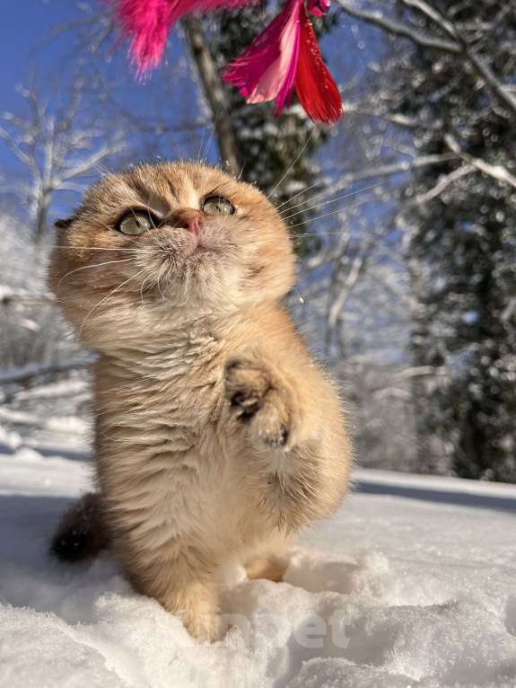 Кошки в Геленджике: Шотландский вислоухий котенок золотая шиншилла Мальчик, 45 000 руб. - фото 4