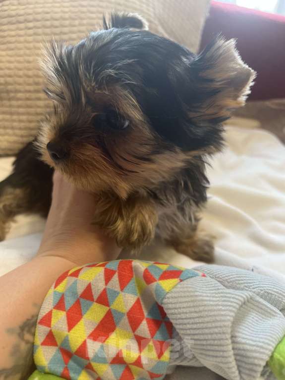 Собаки в Москве: Крошки горошки йоркширского терьера ищут маму! Разнополые, Бесплатно - фото 4