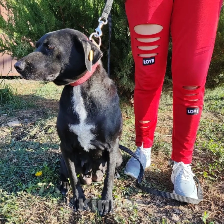 Собаки в Москве: Спасите Бусинку! Девочка, Бесплатно - фото 4