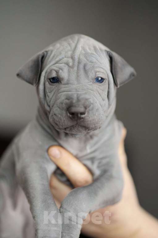 Собаки в Санкт-Петербурге: Щенок тайского риджбека шоу класса Мальчик, 150 000 руб. - фото 5