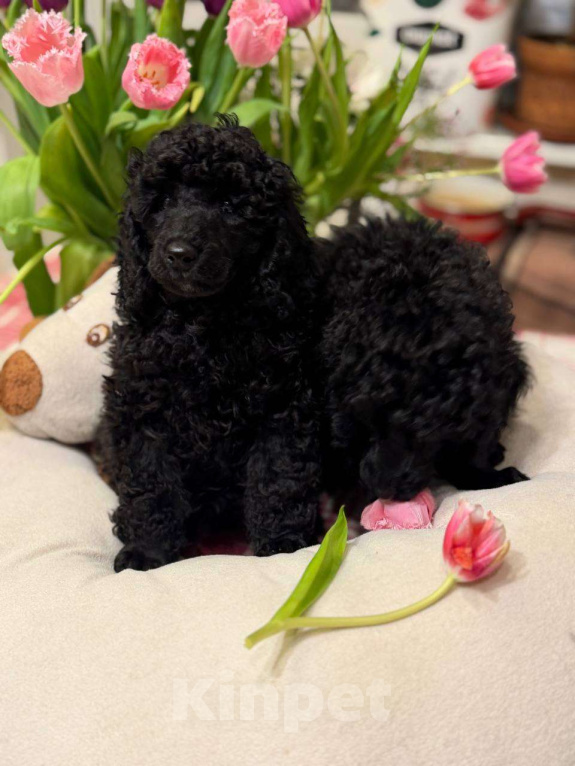 Собаки в Москве: Щенки Малого Пуделя Девочка, 90 000 руб. - фото 2