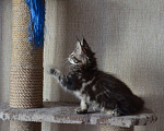 Кошки в Новосибирске: Фиона Анже-де-Санте котенок Девочка, 15 000 руб. - фото 3