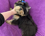Собаки в Москве: Яркий йорк мальчик стандарт бэби фейс Мальчик, 39 000 руб. - фото 10
