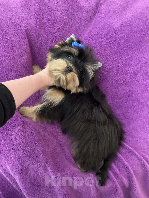 Собаки в Москве: Яркий йорк мальчик стандарт бэби фейс Мальчик, 39 000 руб. - фото 10