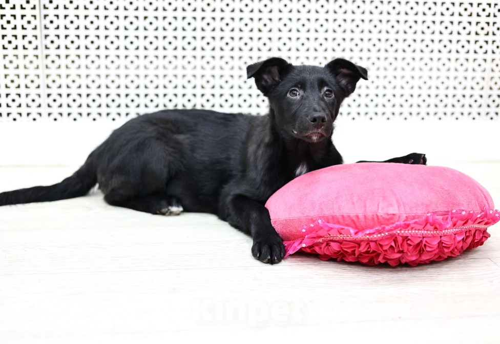 Собаки в Москве: Щенки бесплатно в Москве Девочка, Бесплатно - фото 2