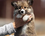Собаки в Владивостоке: Красивый щенок корги пемброк Девочка, 170 000 руб. - фото 2