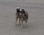 Собаки в Крымске: Прибился пёсик, Хаски Мальчик, Бесплатно - фото 1