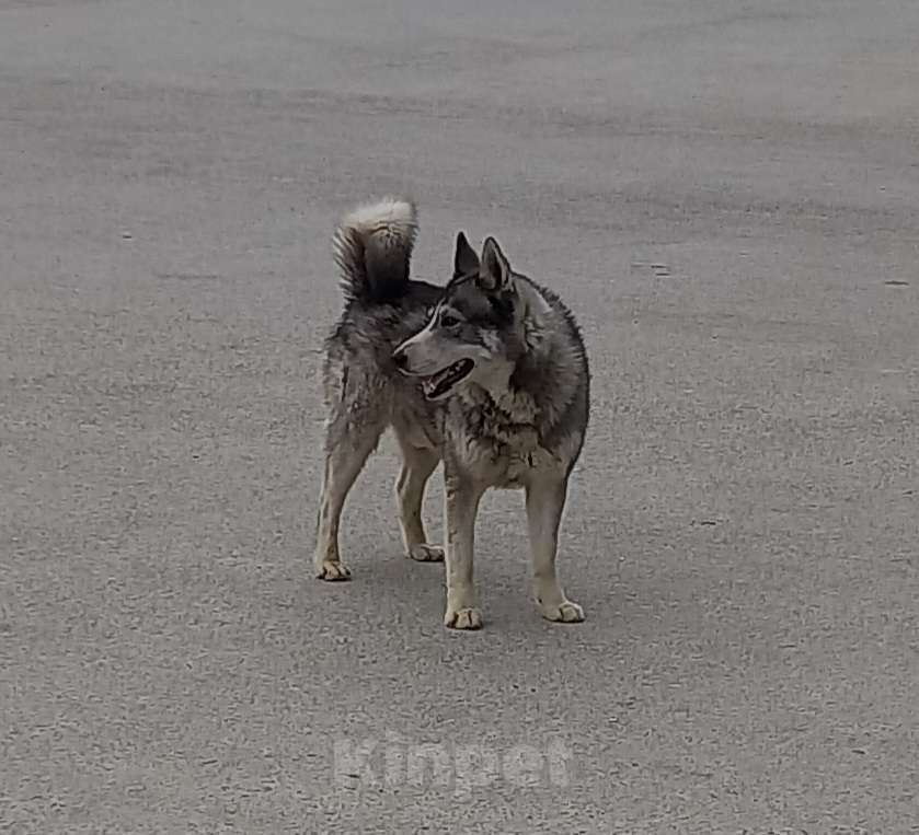 Собаки в Крымске: Прибился пёсик, Хаски Мальчик, Бесплатно - фото 1