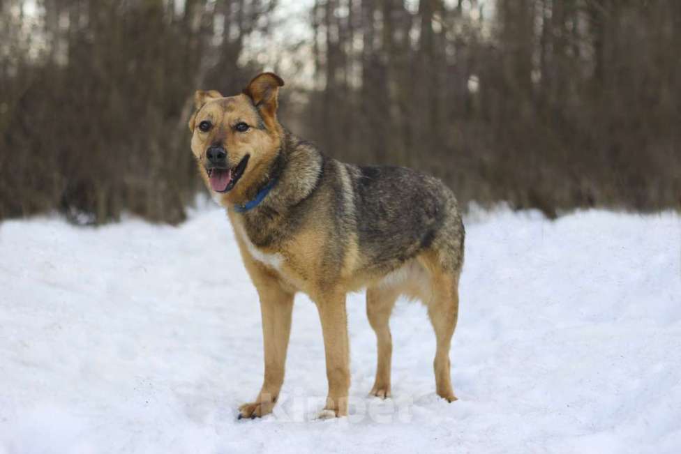 Собаки в Москве: Адалия Девочка, Бесплатно - фото 4