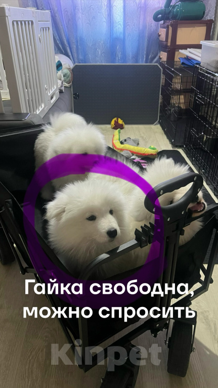 Собаки в Красноярске: Щенок самоеда Девочка, 65 000 руб. - фото 10