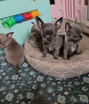 Щенки чихуахуа
