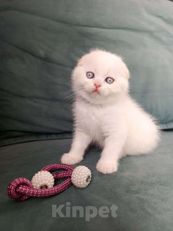 Кошки в Сочи: Шотладский вислоухий котенок Мальчик, 10 000 руб. - фото 3