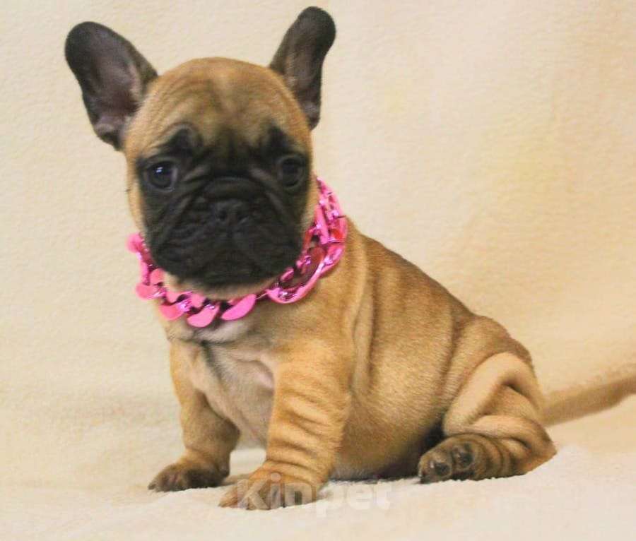 Собаки в Москве: Щенки Французы  Девочка, 130 000 руб. - фото 3