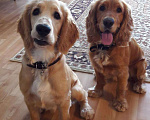 Собаки в Биробиджане: вязка, 1 500 руб. - фото 1
