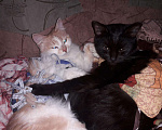 Кошки в Серафиме: Багира и Соня.Стерилизованы., Бесплатно - фото 1