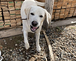 Собаки в Краснодаре: Продам английского лабрадора Мальчик, 15 000 руб. - фото 2