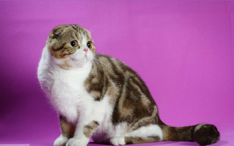 Кошки в Москве: Шотландская вислоухая кошка для любви Девочка, 7 000 руб. - фото 2