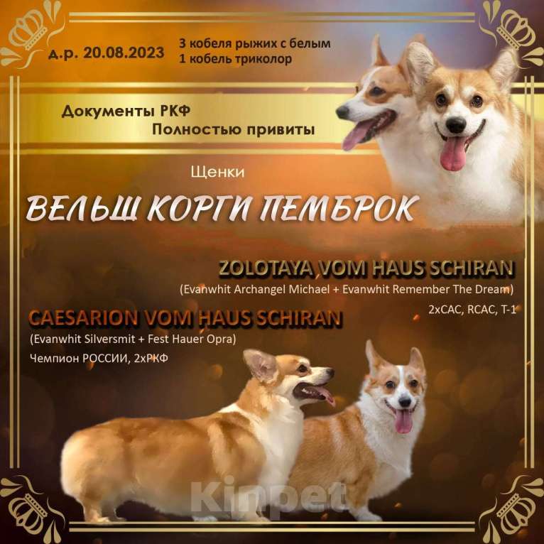 Собаки в Воронеже: ЩЕНКИ ВЕЛЬШ КОРГИ ПЕМБРОК Мальчик, 25 000 руб. - фото 2