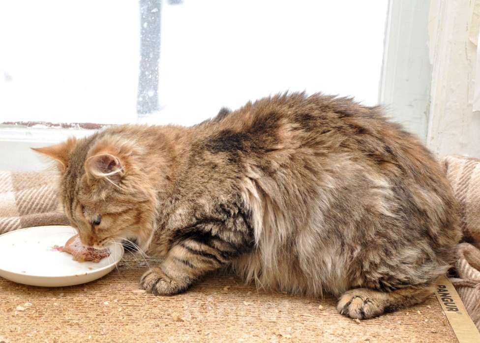 Кошки в Москве: Пушистик Бориска Мальчик, Бесплатно - фото 5