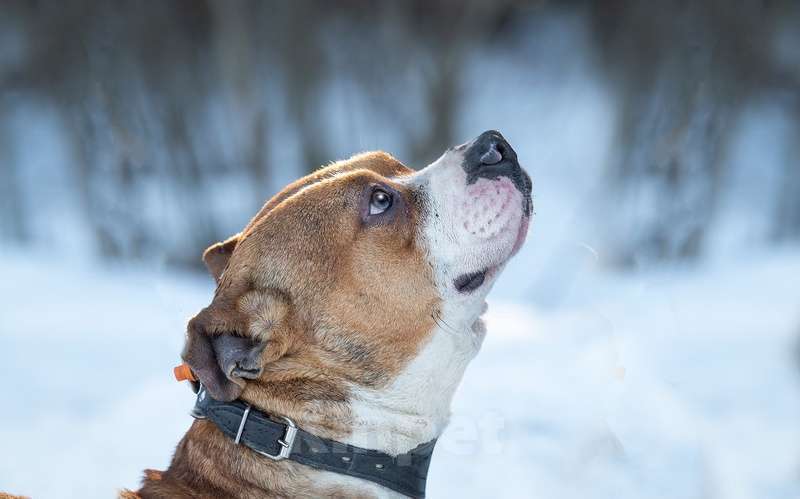 Собаки в Москве: Питбуль Персис в добрые руки Мальчик, Бесплатно - фото 6
