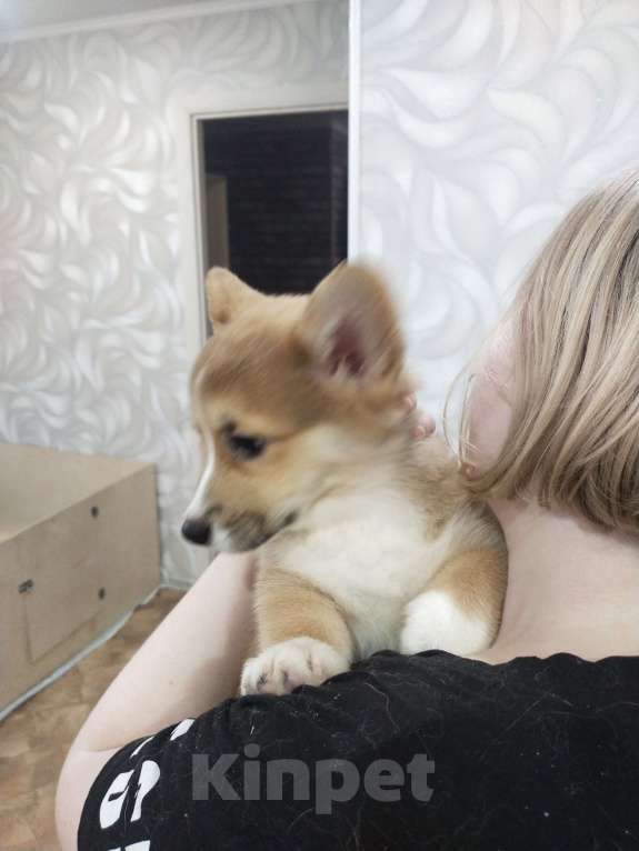 Собаки в Волгодонске: малыши в продаже Мальчик, Бесплатно - фото 7