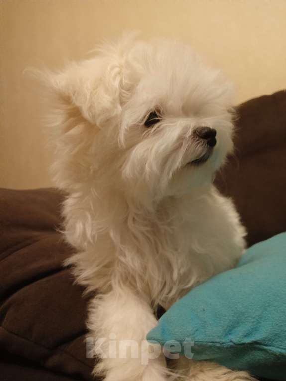 Собаки в Перми: Малыши породы Мальтийская болонка Мальчик, 30 000 руб. - фото 1