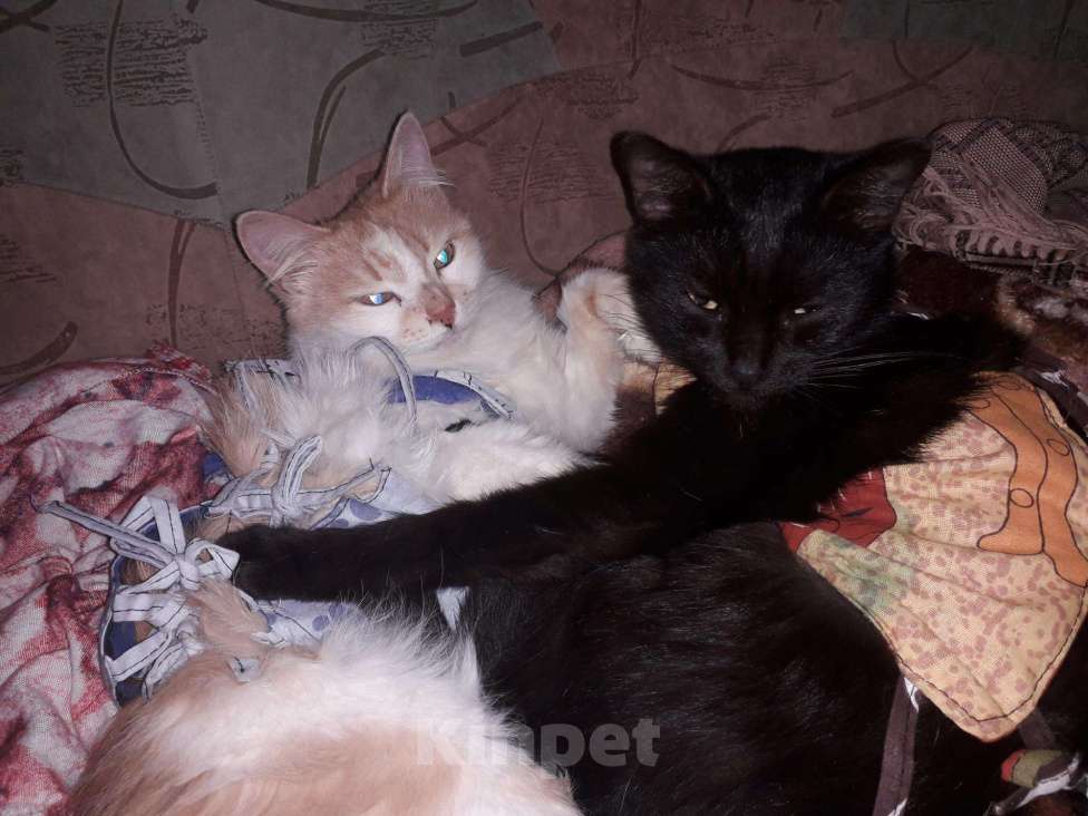 Кошки в Серафиме: Багира и Соня.Стерилизованы., Бесплатно - фото 1