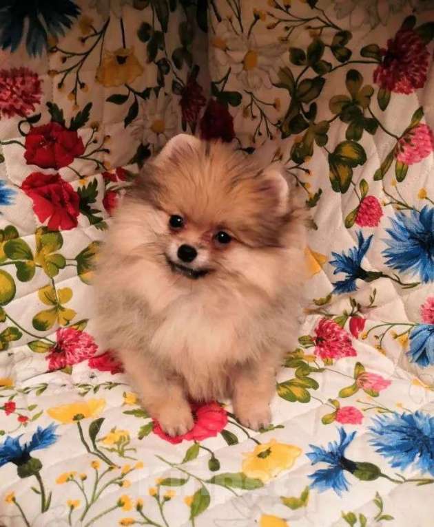 Собаки в Самаре: Мини шпицы, 1 руб. - фото 4