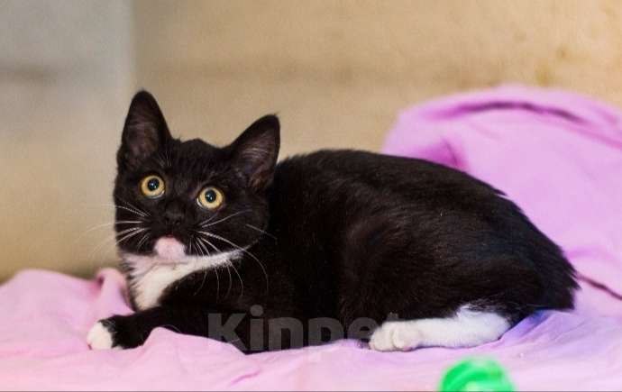 Кошки в Москве: Маркизные ласковые котята в добрые руки Девочка, 1 руб. - фото 3