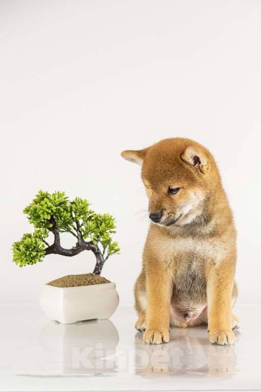 Собаки в Барнауле: Малыш Сиба Ину Мальчик, 100 000 руб. - фото 5