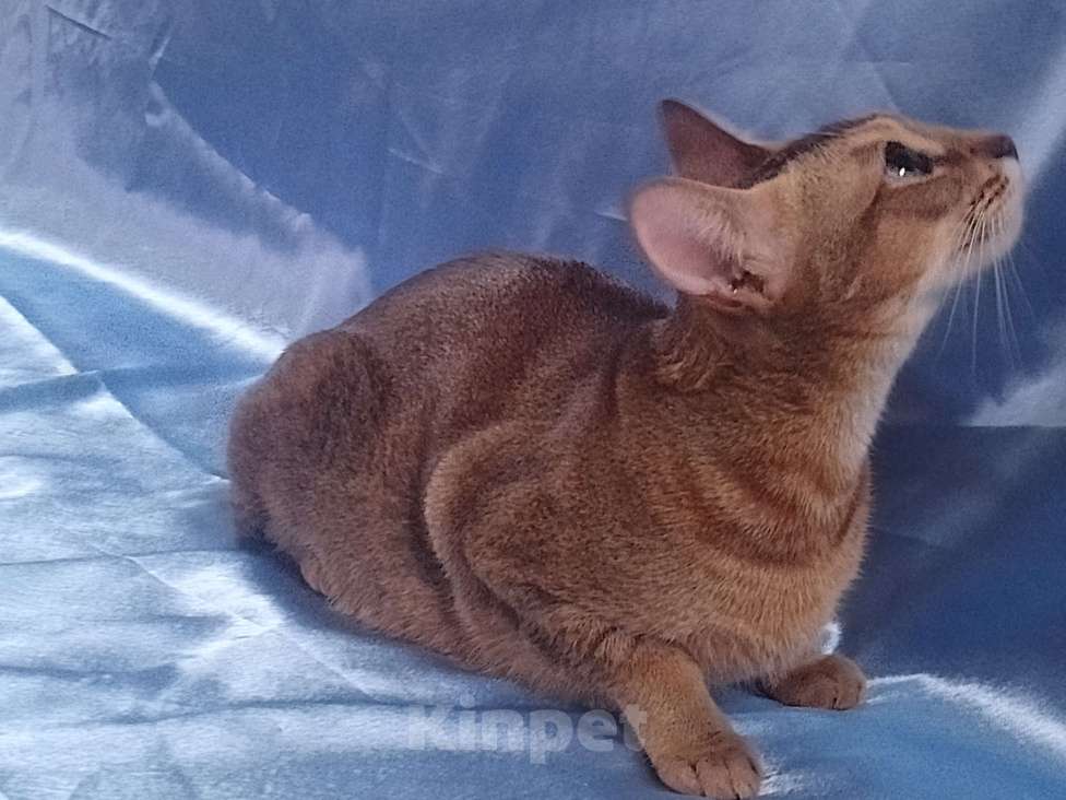 Кошки в Москве: Абиссинские котята Девочка, 30 000 руб. - фото 3