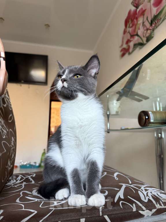 Кошки в Ставрополе: Мальчики пушистики Мальчик, 10 руб. - фото 6