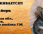 Собаки в Иркутске: Потерялся Мальчик, Бесплатно - фото 2