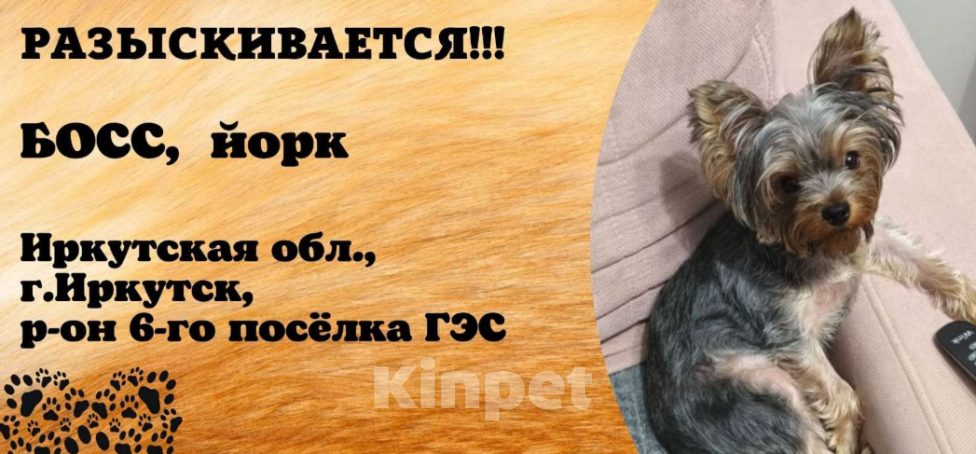 Собаки в Иркутске: Потерялся Мальчик, Бесплатно - фото 2