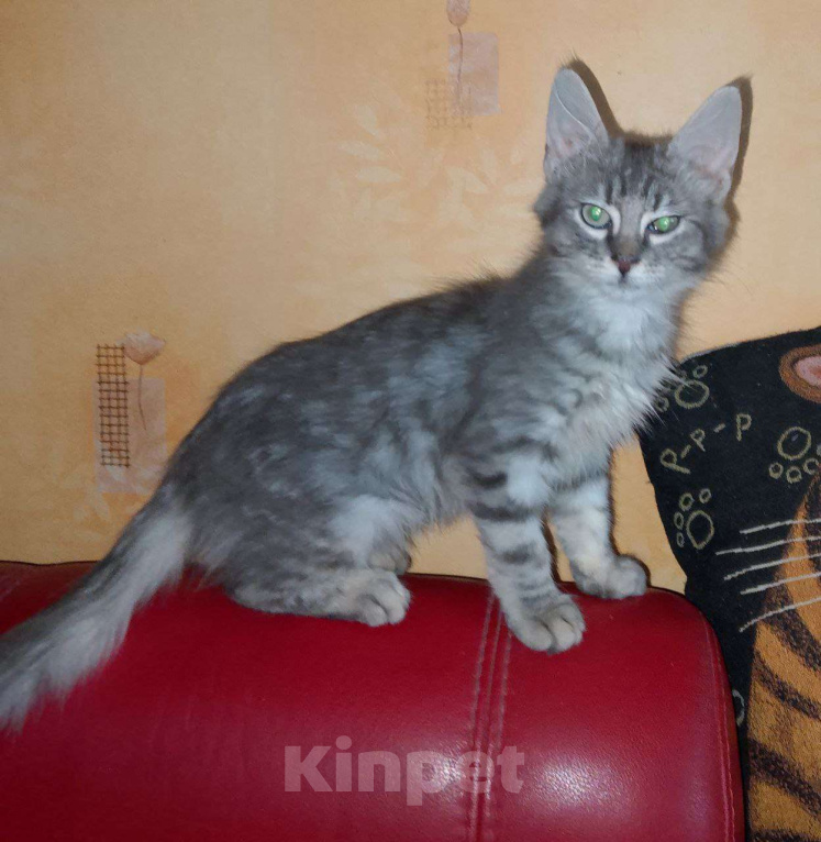 Кошки в Москве: котенок  Турецкой ангоры Мальчик, 70 000 руб. - фото 2